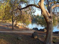 a park bench sitting next to a lake surrounded by trees and leaves on the ground