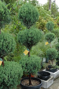 several potted trees in the middle of a garden