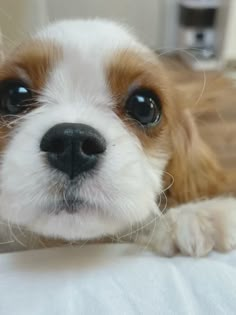 a small brown and white dog laying on top of a bed