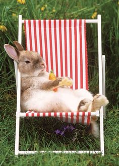 a rabbit is sitting in a lawn chair