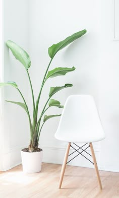 a white chair next to a potted plant on a hard wood floor in an empty room