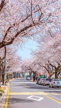 cars are parked on the street under blossoming trees