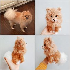 four different pictures of a small dog being held by someone's hand and wearing gloves