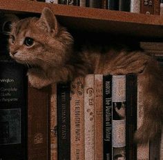 a cat sitting on top of a bookshelf next to a book shelf filled with books