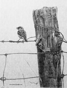 a drawing of two birds sitting on top of a wooden post next to a barbed wire fence