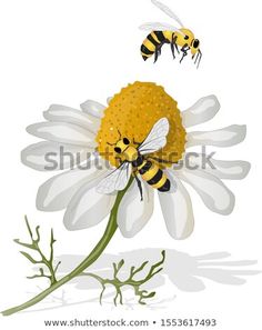 two bees are flying on the flower