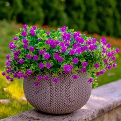 a potted plant with red flowers sitting on a ledge