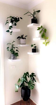 there are many plants in the corner of this room, and one is hanging on the wall