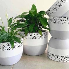 three potted plants sitting next to each other