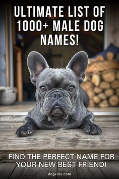 a dog is laying on the floor with its head resting on his paws and looking at the camera