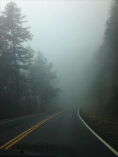 a foggy road with trees on both sides