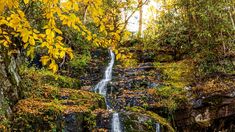 a small waterfall in the middle of a forest with lots of trees and leaves around it