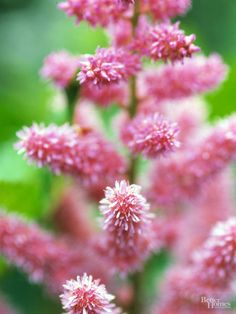 pink flowers with green leaves in the background