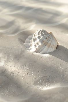 a seashell is sitting on the beach sand