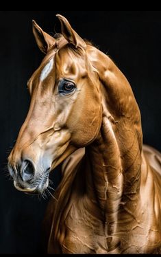 a brown horse with white markings on its face and neck, standing in front of a black background