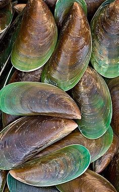 many clams are gathered together on the beach in this close up photo, with green and brown colors