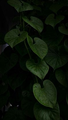 a green plant with lots of leaves on it