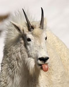 a mountain goat sticking its tongue out in the snow