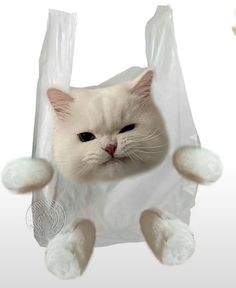 a white cat in a plastic bag with its paws hanging from it's sides