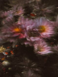 blurry photograph of pink flowers with yellow centers in the foreground and dark background