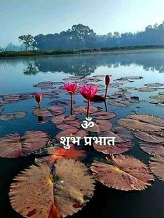 some water lilies floating on top of a lake with the words happy new year