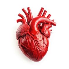 a red human heart on a white background stock images and royalty photos are all over the place