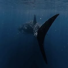 a large black shark swimming in the ocean