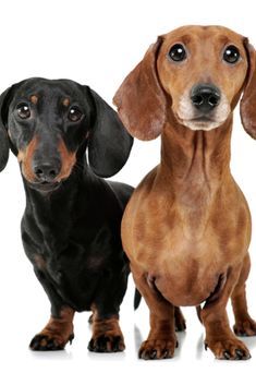 two dachshunds standing next to each other in front of a white background