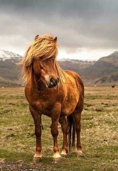 a brown horse standing on top of a lush green field under a cloudy blue sky