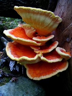 a group of mushrooms growing on the side of a tree