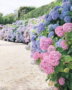 many pink and blue flowers are growing along the side of a road in front of bushes