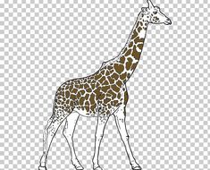 a giraffe standing in front of a white background with brown spots on it