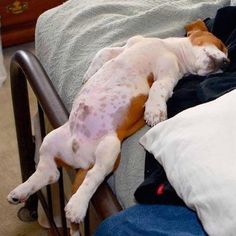 a brown and white dog laying on top of a bed