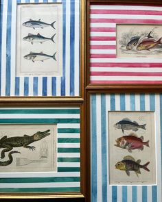 four framed pictures with different types of fish on striped paper and gold frames above them