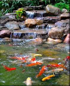 several koi fish swimming in a pond surrounded by rocks and greenery with waterfall