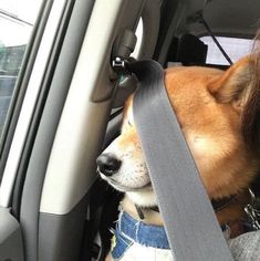 a dog sitting in the back seat of a car with its head out the window