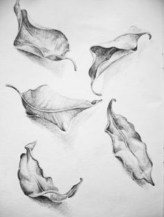 some leaves that are drawn in pencil on paper