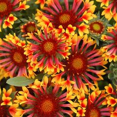 many red and yellow flowers with green leaves