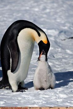 a penguin and its chick are standing in the snow with their heads touching each other