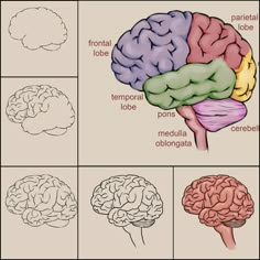 four different types of the human brain