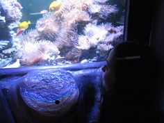 a person looking at an aquarium with fish in it and corals on the side