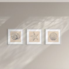 three framed seashells are hanging on the wall