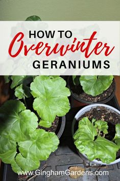 how to overwint geraniums growing in pots with text overlay that reads, how to overwint geranium geraniums