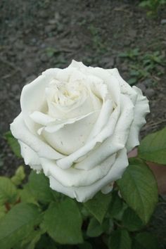 a white rose with green leaves in the foreground and dirt on the ground behind it