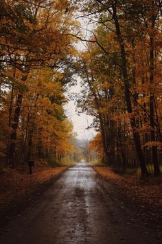 an empty road surrounded by trees in the fall