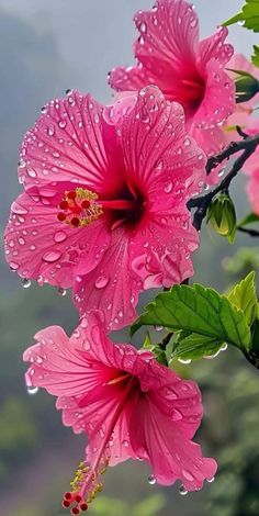 pink flowers with rain drops on them