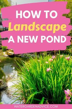 a pond with flowers in the foreground and text overlay reading how to landscape a new pond