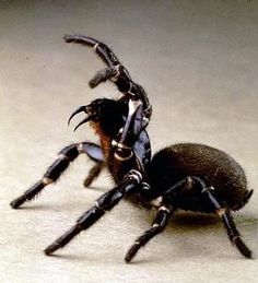 a black and white spider sitting on the ground