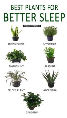 the best plants for better sleep and how to use them in your houseplants