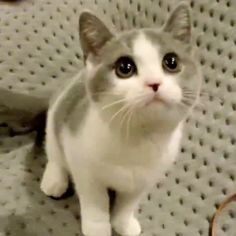 a gray and white cat sitting on top of a couch